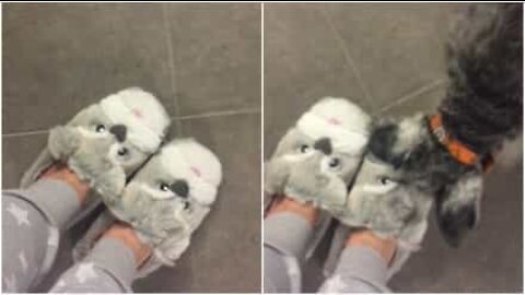 Ce schnauzer s'énerve à la vue des nouveaux chaussons de sa maîtresse