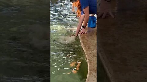 Feeding Stingrays at Jacksonville Florida Zoo - Stingray