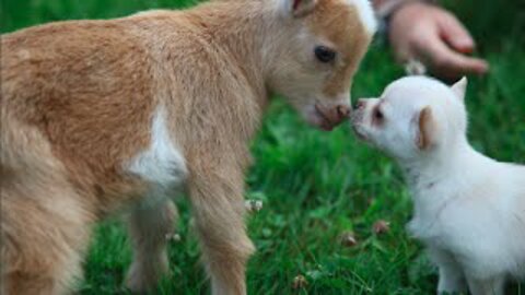 Chihuahua Puppy thinks she's a Baby Goat