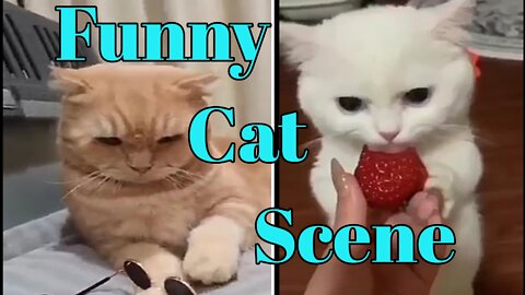 Cute and Funny Cat Videos to Keep You Smiling! 🐱