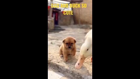 Dog and duck so cute😍