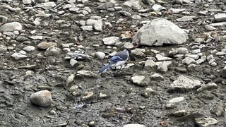 Blue Jay fledgling James Gardens Toronto