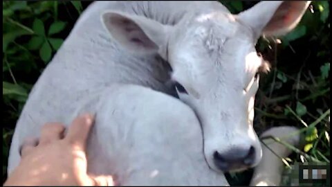 Momma Cow hides baby in Orchard