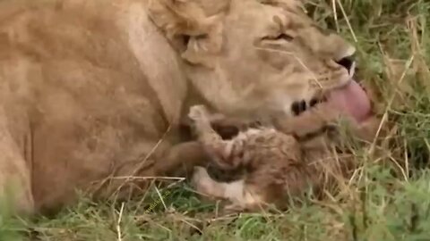 Tragic ending when Lion hunts animals videos