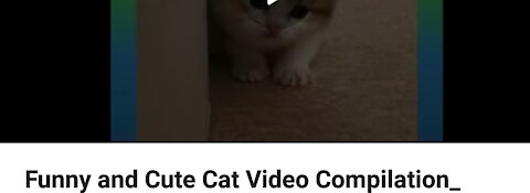 funny and cute cat video compiliation