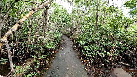 FITNESS | RELAXATION | 6343 Steps at Matheson Hammock Park