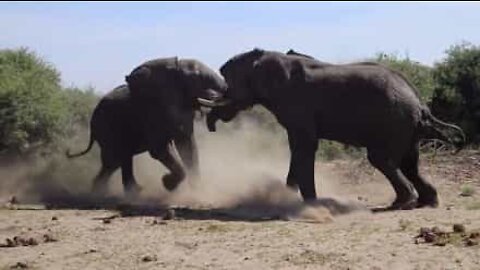 Epic fights in the animal world!