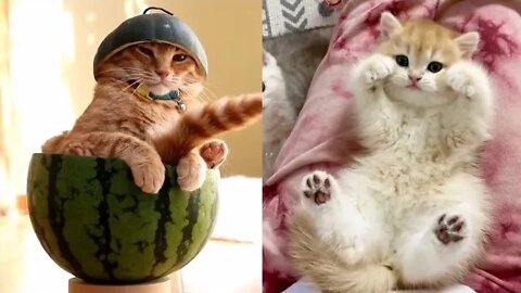 Best funny cats video🐱funniest cats videos compilation🐱