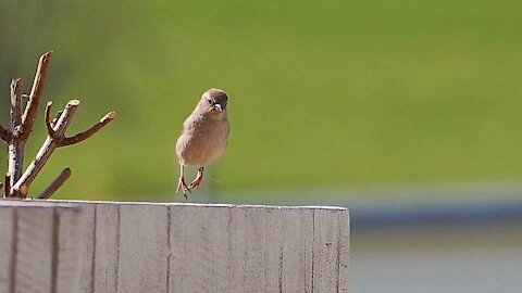 Talented Bird does the triple jump