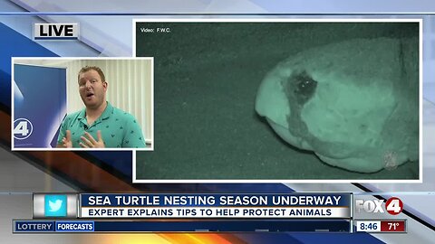 Tips to keep in mind as sea turtle nesting season continues in SWFL