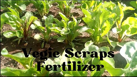 DIY Kitchen Scraps to Organic Fertilizer: Boost Your Garden Naturally!