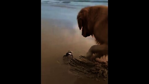 The Cutest meeting between a crab 🦀 and a golden retriever | #Shorts #animal #Retriever