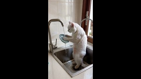 cute cat washing dishes