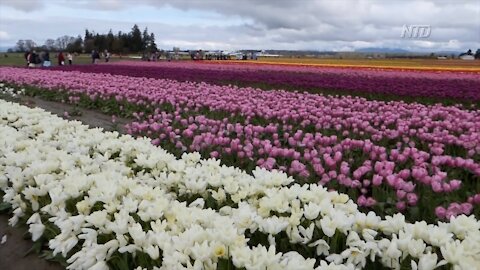 Washington Holds Huge Largest Tulip Festival