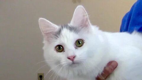 Cat Watching Herself Play in the Bathtub