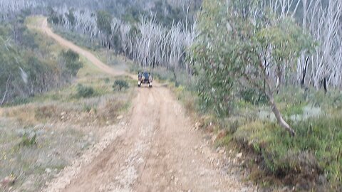 Mogs in the high country Vic. Australia