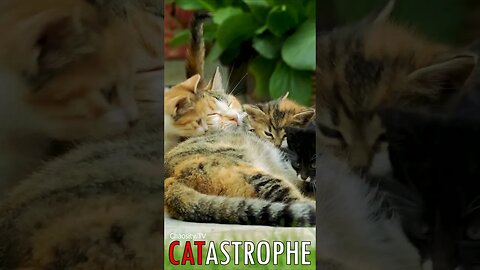 😼 #CATASTROPHE - Ethereal Feast: Kittens Draw Strength from their Enchanting Queen 🐈