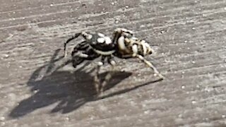 Zebra Spider Crawl slow motion video