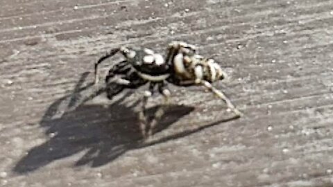 Zebra Spider Crawl slow motion video