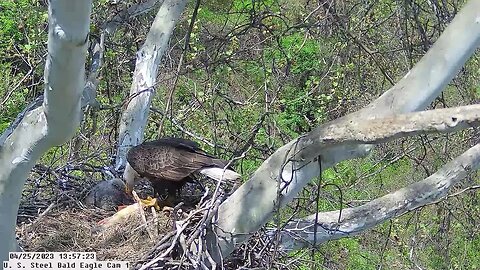 USS Bald Eagle Cam 1 @ 13:55 - Irvin brings in huge Carp