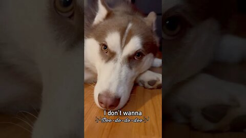 Lazy Husky