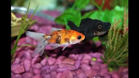 fishes hiding on aquatic plants