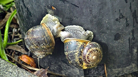 IECV NV #629 - 👀 Two Snails Kissing Up lol 🐌🐌6-13-2018