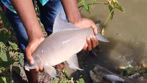 Amazing Net Fishing Techniques for Pond Village Fisherman