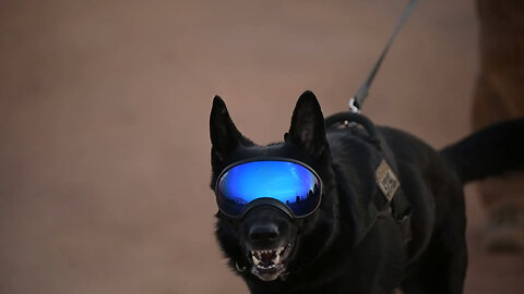 Joint Military Working Dogs train detection, aggression, detection