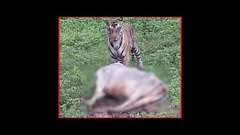 Tiger kills cow on Satna-Panna highway, video goes vira