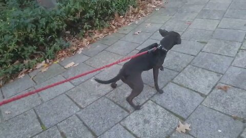 Dogwalker: Heterosis and the linebred working dogs: example Patterdale Terriers Black Fell Red earth