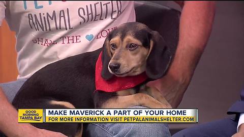 Pet of the week: Maverick is a loving 1-year-old hound mix who wants a backyard to run around