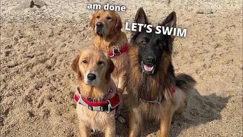 LIVE - My Dogs Have a Day At The Beach