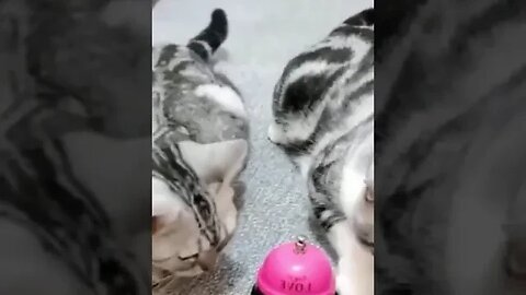 Cat Kissing - Cat Playing - Cat & Dog Fight #petplanet #cuteanimals #pet #littlepets