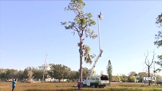 Eaglets returned to nest this morning