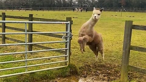 funniest farm animals