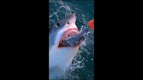 Shark Feeding