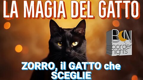 LA MAGIA DEL GATTO: ZORRO, il GATTO che SCEGLIE - LUNA PASCALE