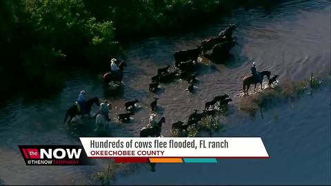 Cows rescued as Okeechobee County ranch floods