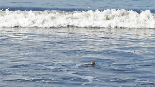 Crippled Sea Turtle gets released back into the ocean