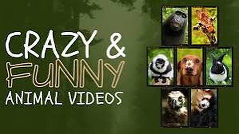 Funny Animals Compilation 🤣