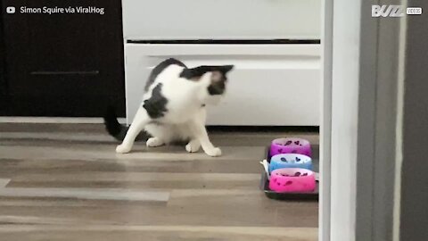 Ce chat mange avec ses pattes