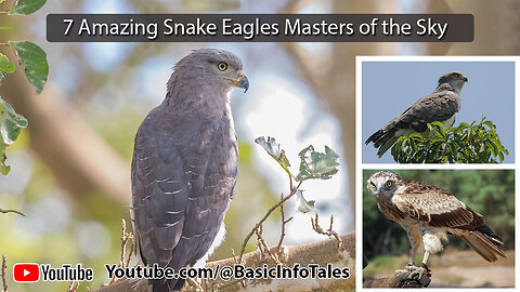 7 Amazing Snake Eagles Masters of the Sky