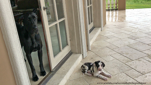 Great Dane & puppy friend watch thunderstorm together