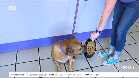 Benefits of enrichment toys with Fox 4's Pet of the Week