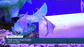 Local family business has makes aquarium dreams come true