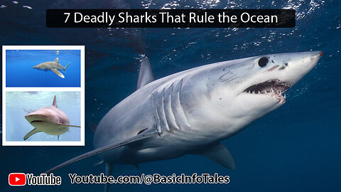 7 Deadly Sharks That Rule the Ocean