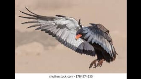 Interesting facts about Bateleur Eagle Africa south of the Sahara