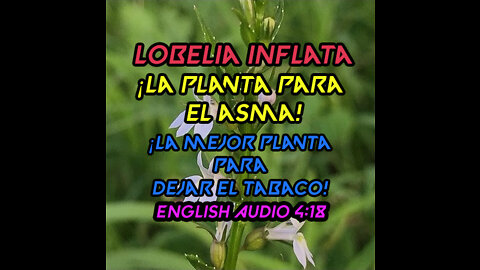 Lobelia Inflata Investigacion ✅ Indian Tobacco 👉 Asma Problemas Respiratorios ⚜️Relajante Muscular