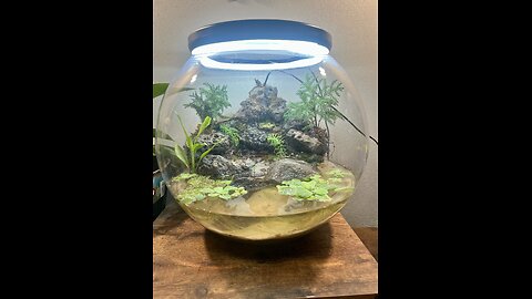 Tropical Paradise inside Fish Bowl